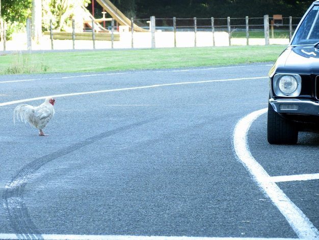 Chicken road - Descubre el Misterio de Chicken Road en España: El Juego de Azar Más